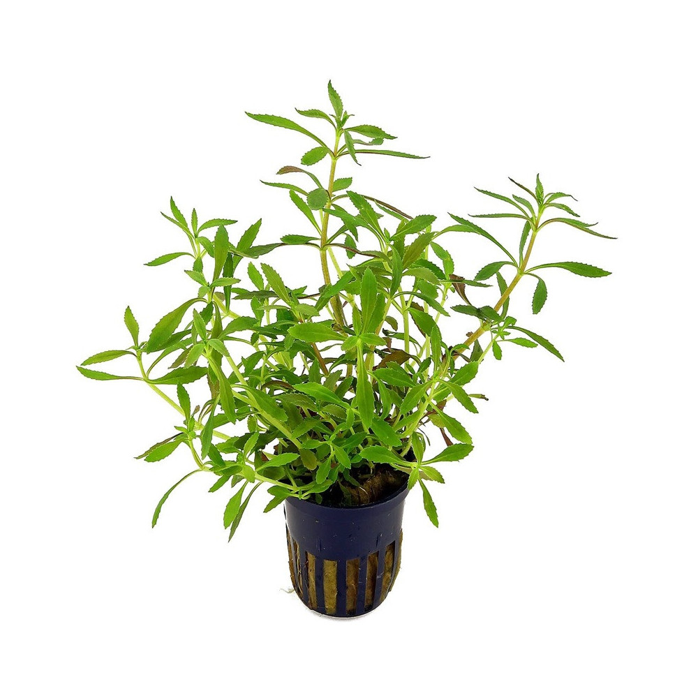 LIMNOPHILA HIPPURIDOIDES / LIMNANTHE DES MARAIS
