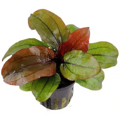 ECHINODORUS RENI