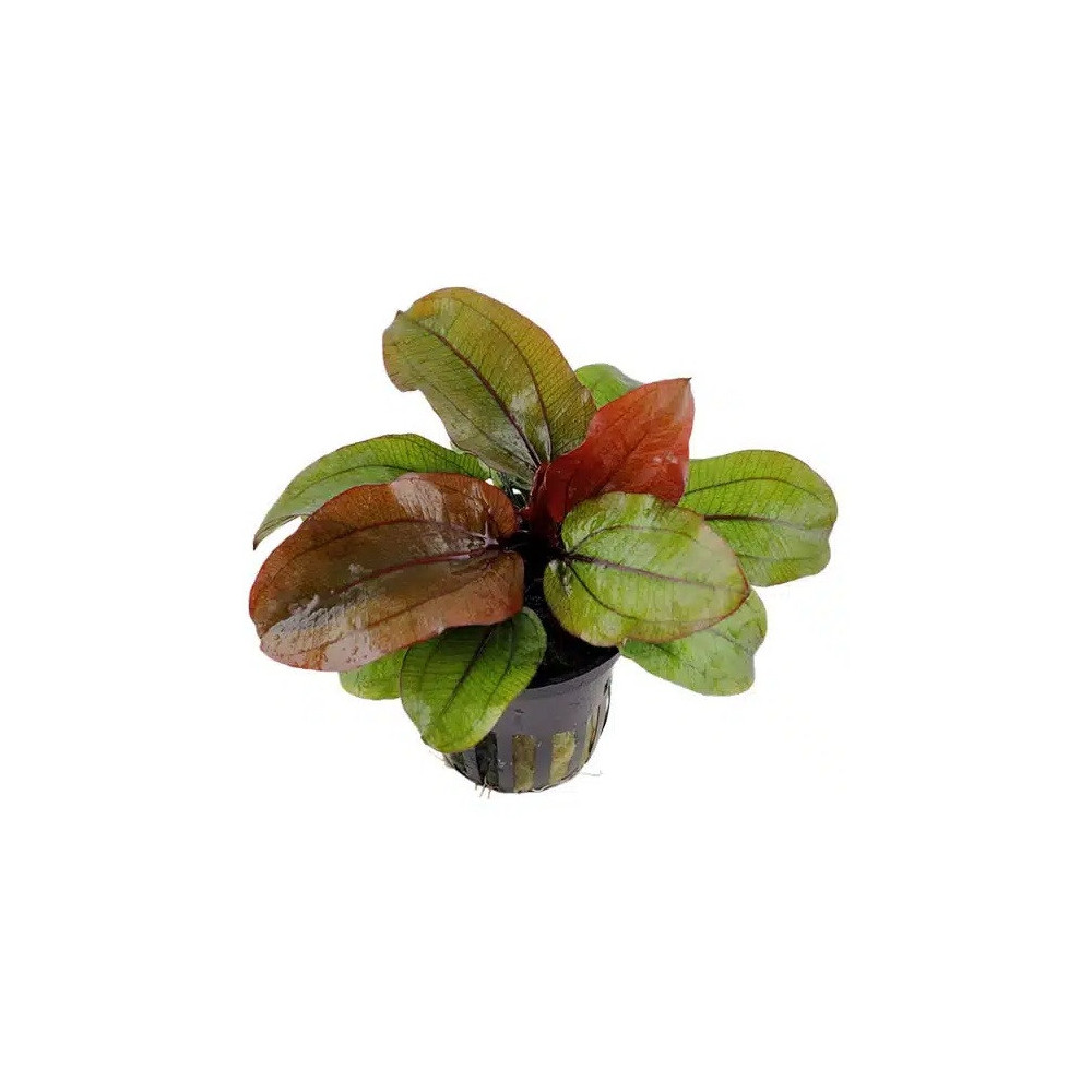 ECHINODORUS RENI
