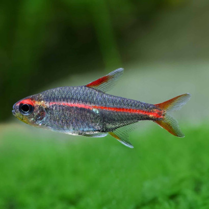 TETRA NEON ROSE / HEMIGRAMMUS ERYTHROZONUS