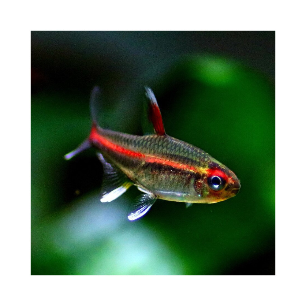 HEMIGRAMMUS ERYTHROZONUS / NEON ROSE