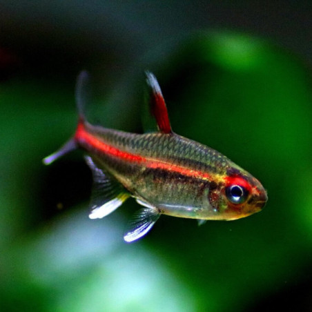 HEMIGRAMMUS ERYTHROZONUS / NEON ROSE