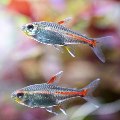 TETRA NEON ROSE / HEMIGRAMMUS ERYTHROZONUS
