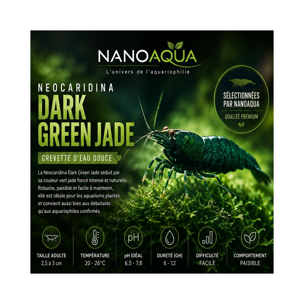 NEOCARIDINA DAVIDI DARK GREEN JADE