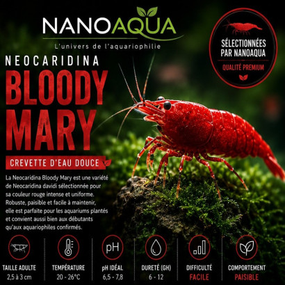 NEOCARIDINA DAVIDI BLOODY MARY