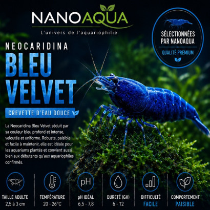 NEOCARIDINA DAVIDI BLEU VELVET / BLUE VELVET