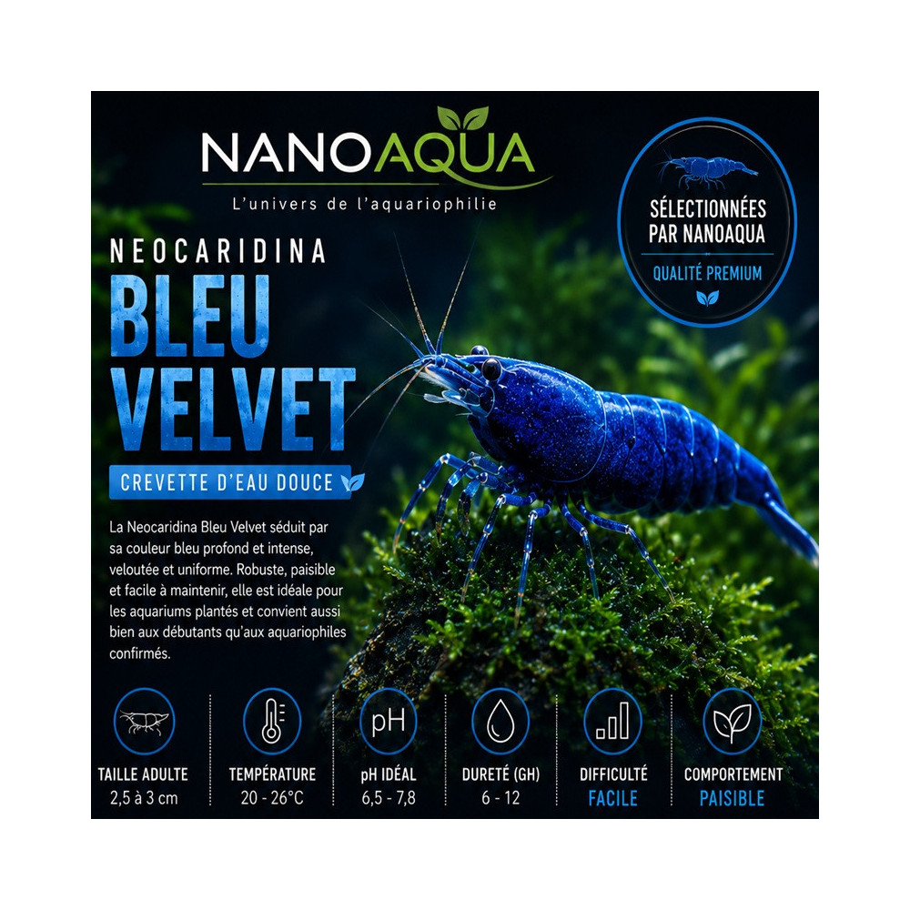 NEOCARIDINA DAVIDI BLEU VELVET / BLUE VELVET