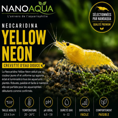 NEOCARIDINA YELLOW NEON