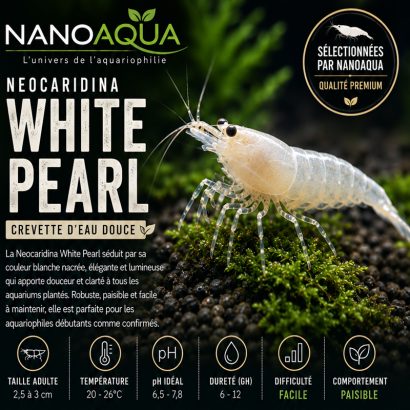 NEOCARIDINA WHITE PEARL