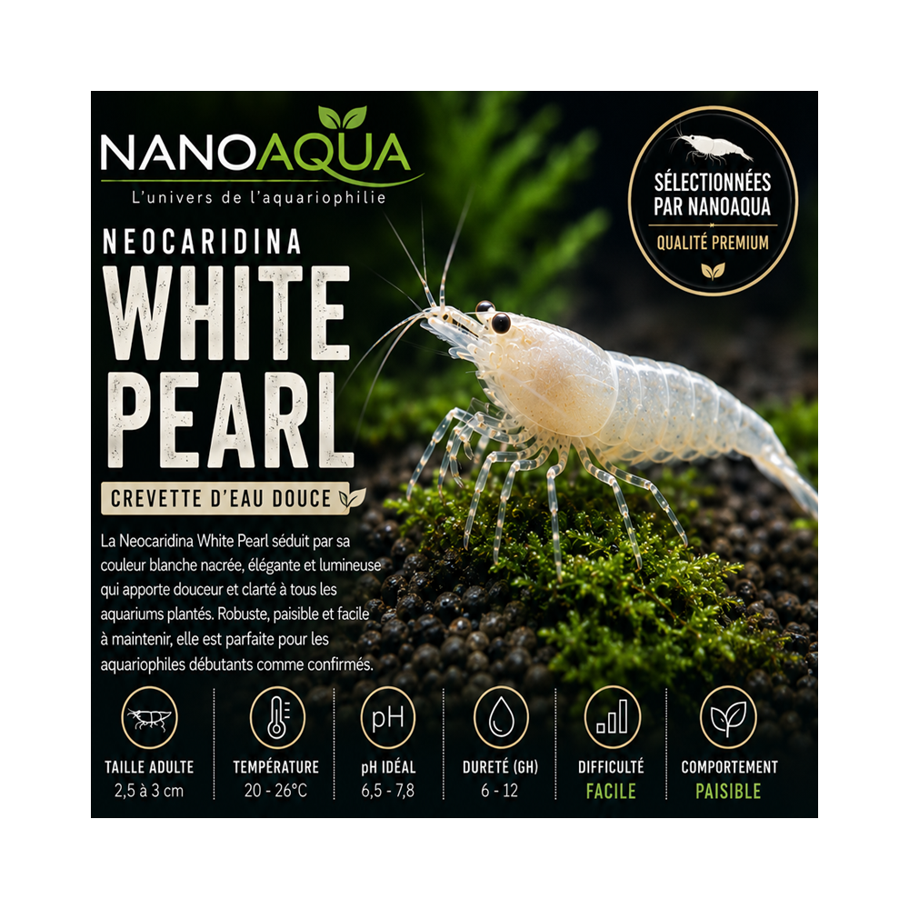 NEOCARIDINA WHITE PEARL