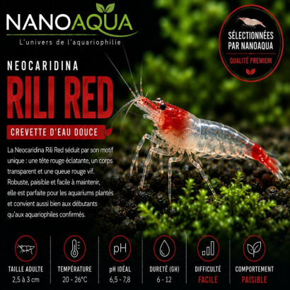 NEOCARIDINA RED RILI