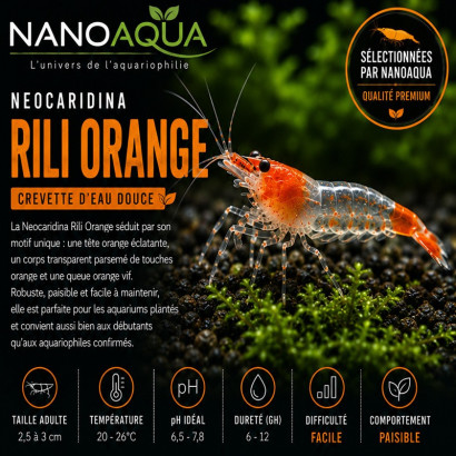 NEOCARIDINA ORANGE RILI