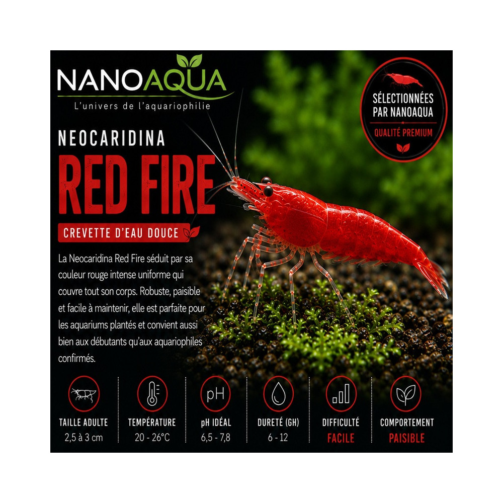 NEOCARIDINA RED FIRE