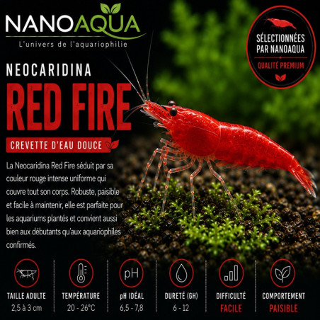 NEOCARIDINA DAVIDI RED FIRE
