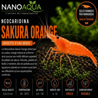 NEOCARIDINA SAKURA ORANGE