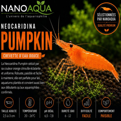 NEOCARIDINA DAVIDI PUMPKIN
