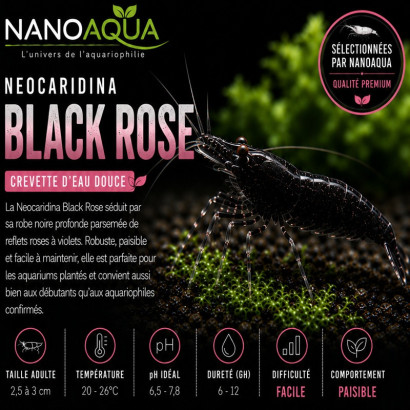 NEOCARIDINA BLACK ROSE
