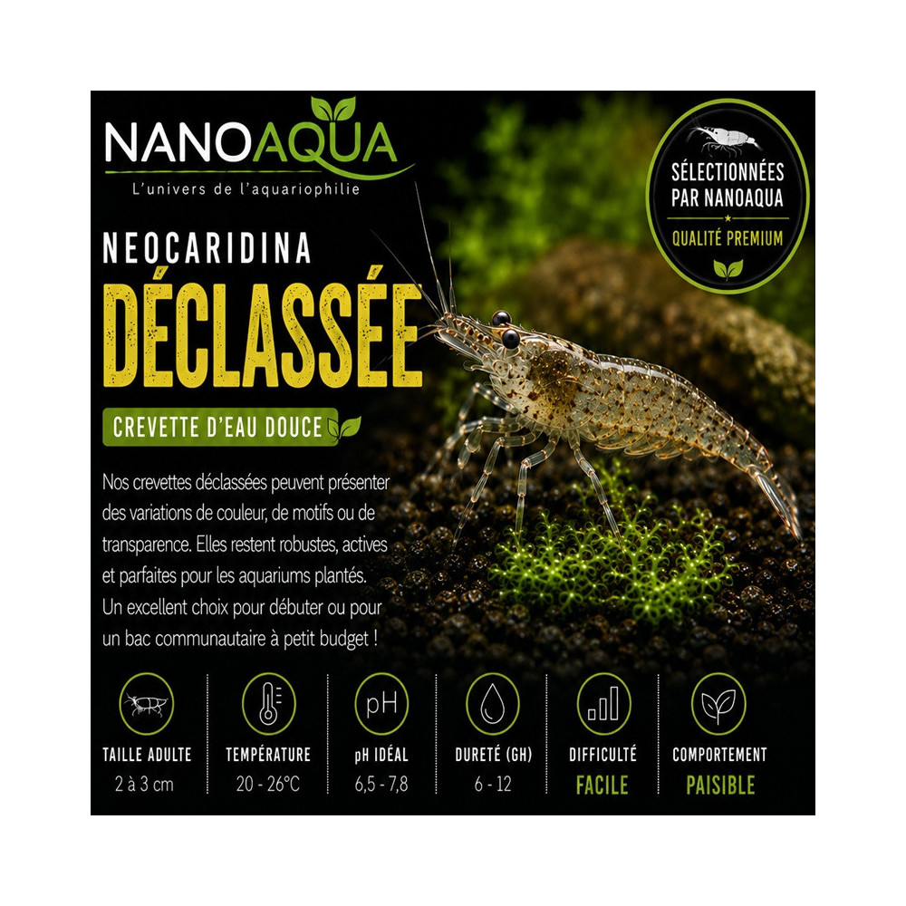 NEOCARIDINA DECLASSEES
