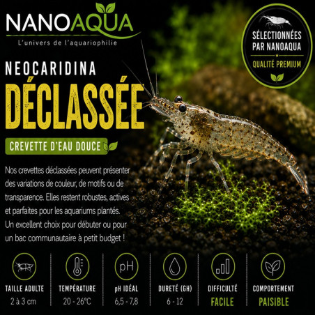 NEOCARIDINA DAVIDI DECLASSEE