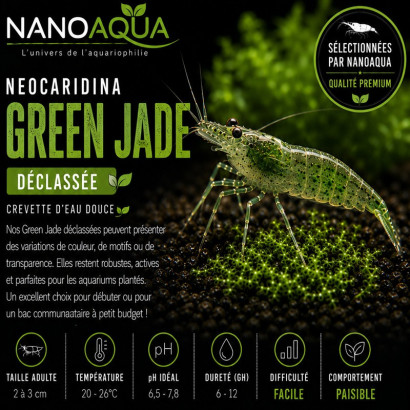 NEOCARIDINA DAVIDI GREEN JADE DECLASSEE