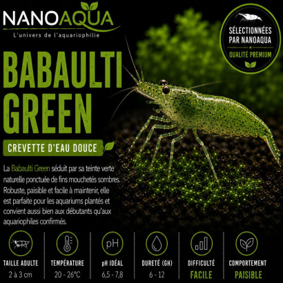 BABAULTI GREEN / CREVETTE VERTE DES INDES