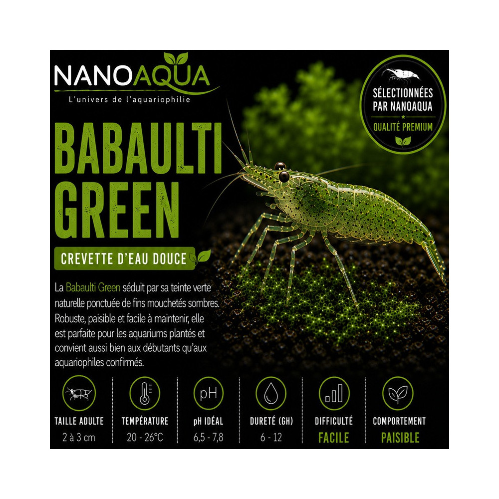 BABAULTI GREEN / CREVETTE VERTE DES INDES