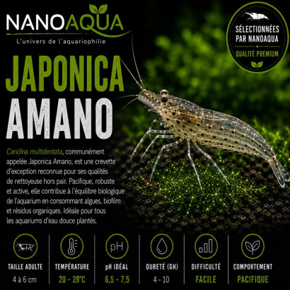 CARIDINA MULTIDENTATA / JAPONICA AMANO