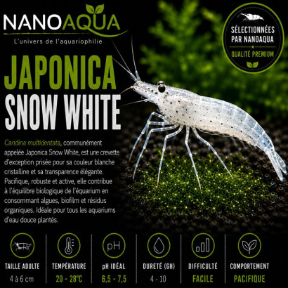 CARIDINA JAPONICA SNOW WHITE