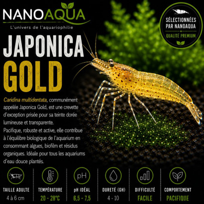 CARIDINA JAPONICA GOLD / RED OU ORANGE