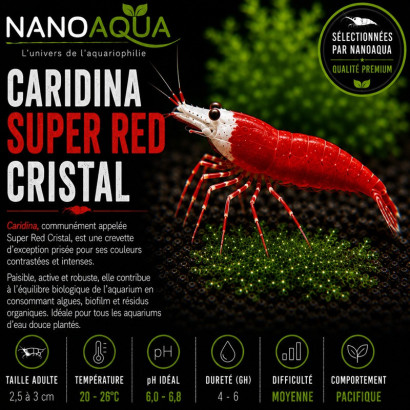 CARIDINA CANTONESIS SUPER RED CRISTAL/ SRC