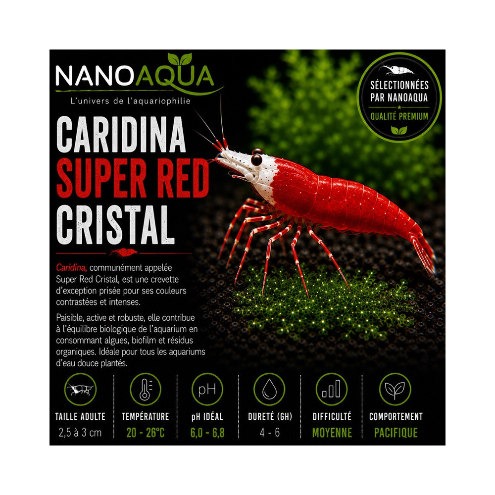 CARIDINA CANTONESIS SUPER RED CRISTAL/ SRC