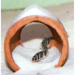 LOCHE SERPENT  / PANGIO KUHLII / ACANTHOPHTHALMUS KUHLII