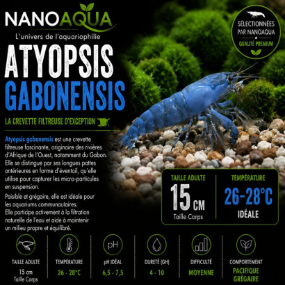 ATYOPSIS GABONENSIS / CREVETTE DU GABON