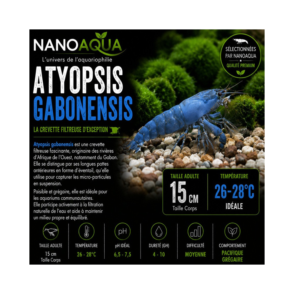 ATYOPSIS GABONENSIS / CREVETTE DU GABON
