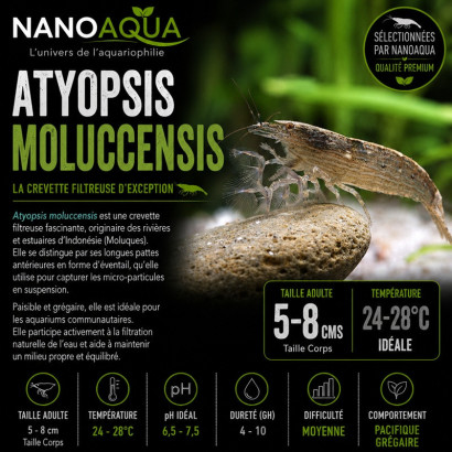 ATYOPSIS MOLUCCENSIS