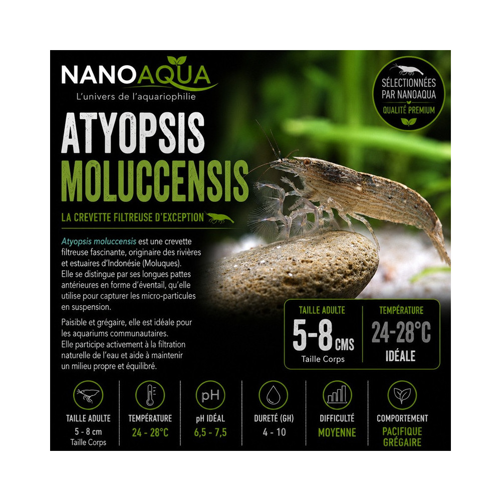 ATYOPSIS MOLUCCENSIS