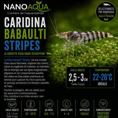 CARIDINA BABAULTI STRIPES / CREVETTE ZEBREE OU RAYEE