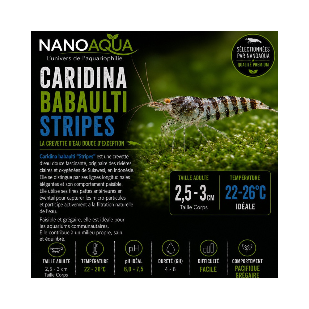 CARIDINA BABAULTI STRIPES / CREVETTE ZEBREE OU RAYEE
