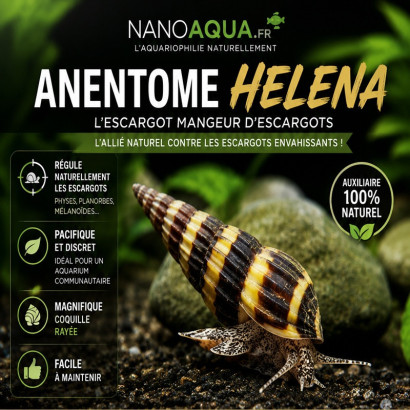 ANENTOME HELENA / CLEA HELENA / ESCARGOT ASSASSIN