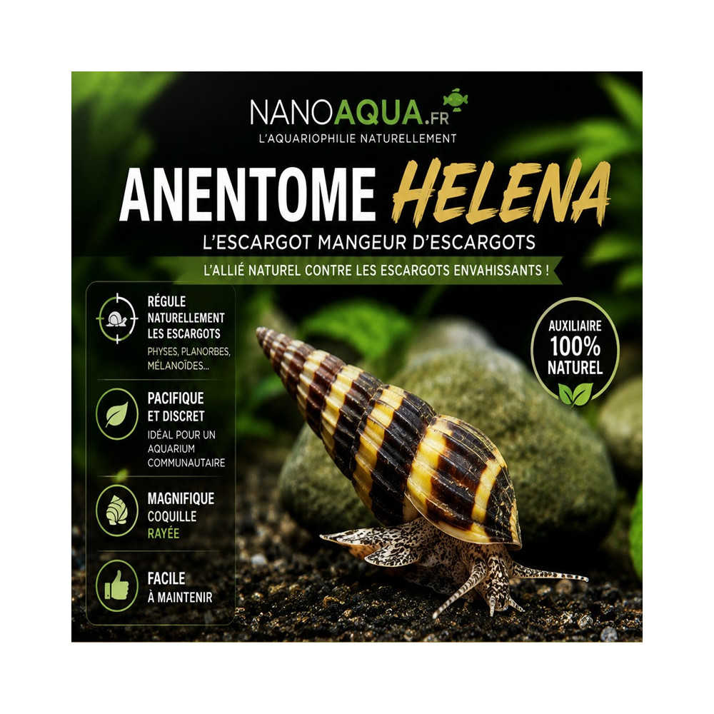 ANENTOME HELENA / CLEA HELENA / ESCARGOT ASSASSIN