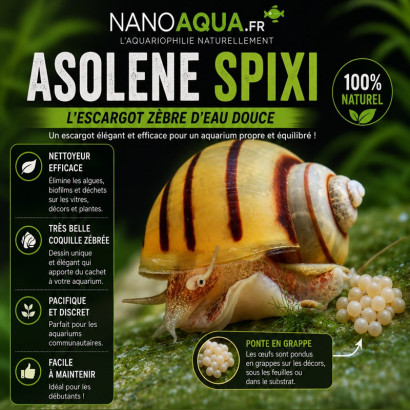 ASOLENE SPIXI / ESCARGOT POMME ZEBRE