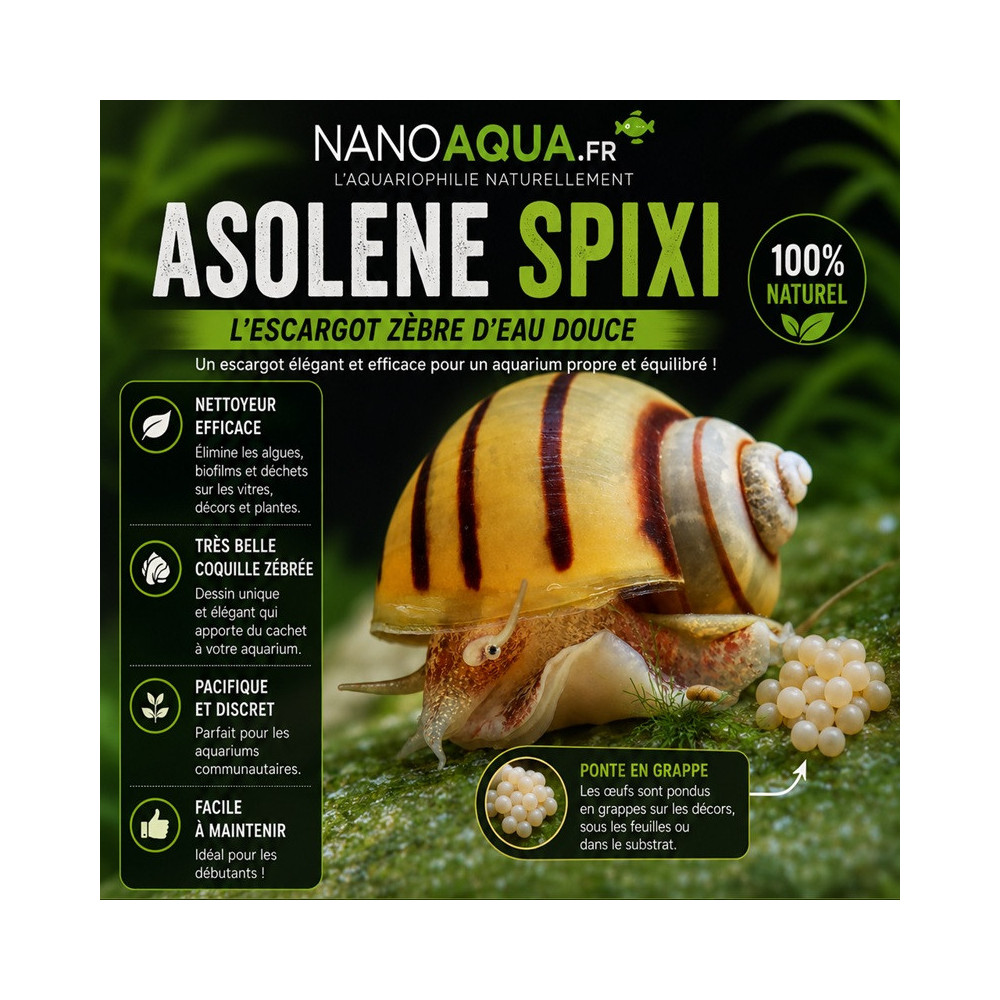 ASOLENE SPIXI / ESCARGOT POMME ZEBRE