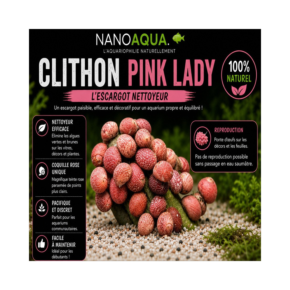 CLITHON SOWERBYANA / CLITHON PINK LADY / CLITHON SOWERBIANUM