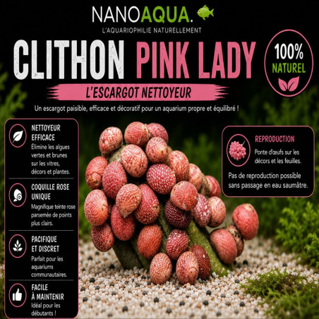 CLITHON SOWERBYANA / CLITHON PINK LADY / CLITHON SOWERBIANUM