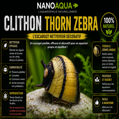 CLITHON THORN ZEBRA / CLITHON DIADEMA