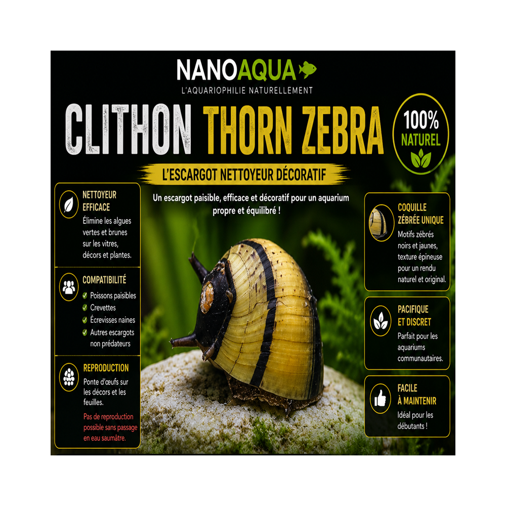 CLITHON THORN ZEBRA / CLITHON DIADEMA