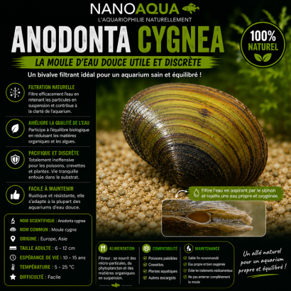 ANODONTA CIGNEA / ANODONTE DES CYGNES / ANODONTE DES ETANGS