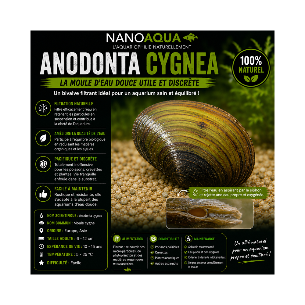 ANODONTA CIGNEA / ANODONTE DES CYGNES / ANODONTE DES ETANGS