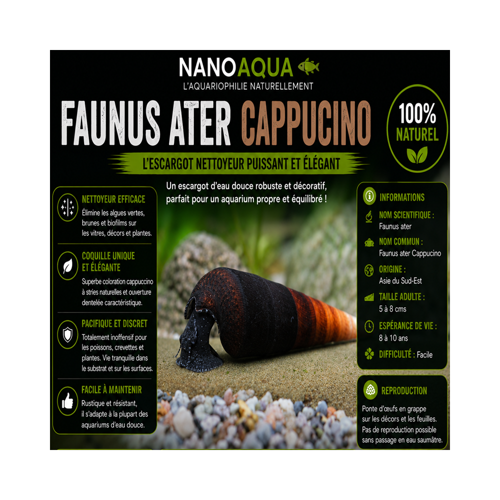 FAUNUS ATER CAPPUCCINO