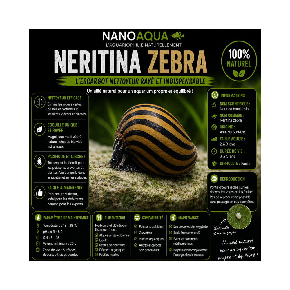 NERITINA NATALENSIS / ZEBRA / TURRITA